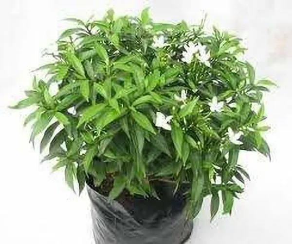 Jasmine_Plant_(Hybrid,_Pack_of_1)