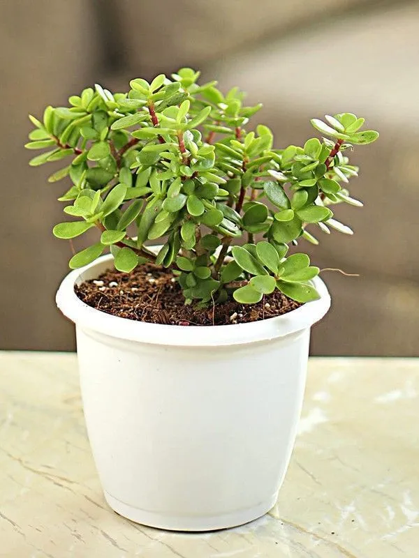 Bacopa_Monnieri_(Hybrid,_Pack_of_1)