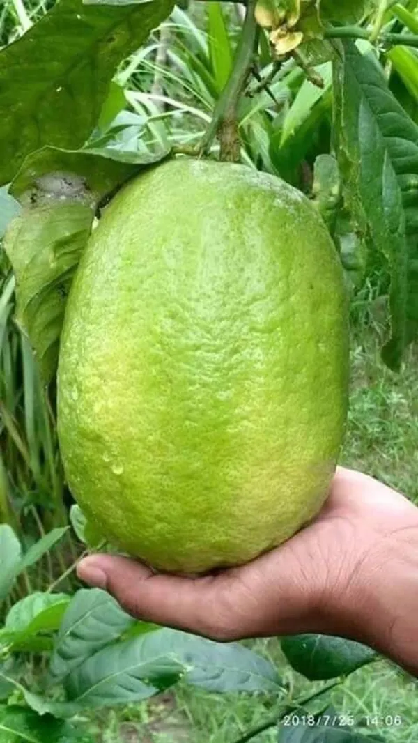 Lemon_Plant_(Hybrid,_Pack_of_1)