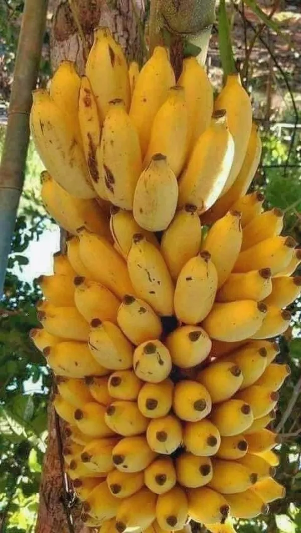 Banana_Plant_(Hybrid,_Pack_of_1)