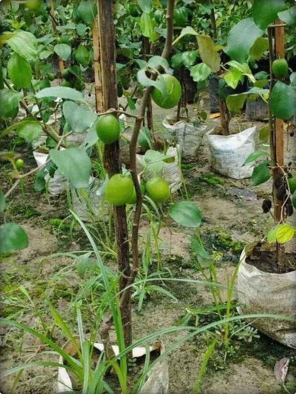 Ber_Apple_Plant_(Hybrid,_Pack_of_1)