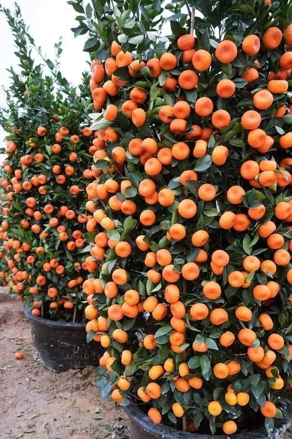 Orange_Plant_(Hybrid,_Pack_of_1)