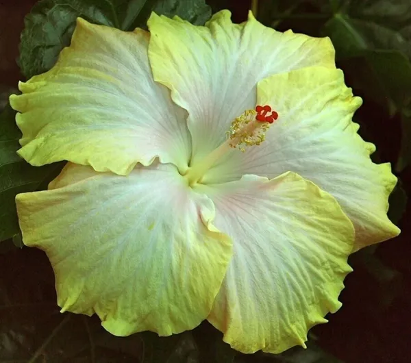 Hibiscus_Plant_(Hybrid,_Pack_of_1)
