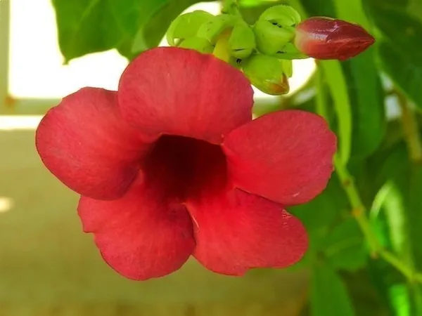Thunberjia_Plant_(Hybrid,_Pack_of_1)
