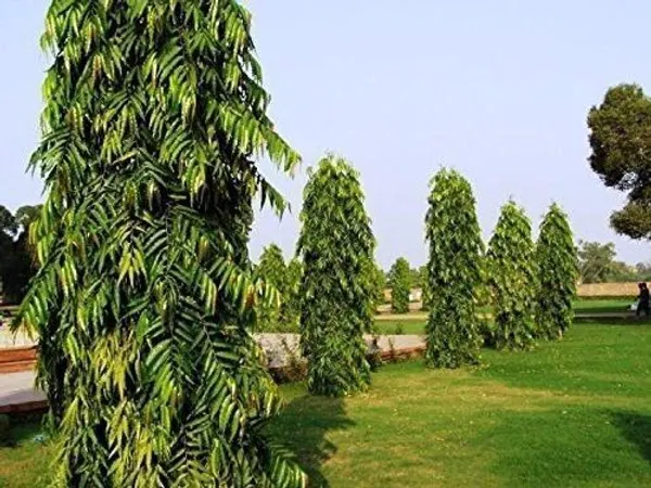 Ashok_Plant_(Hybrid,_Pack_of_1)