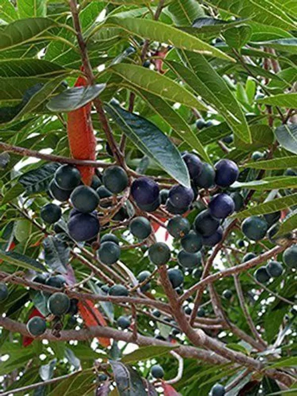 Rudraksh_Live_Plant_(Hybrid,_Pack_of_1)