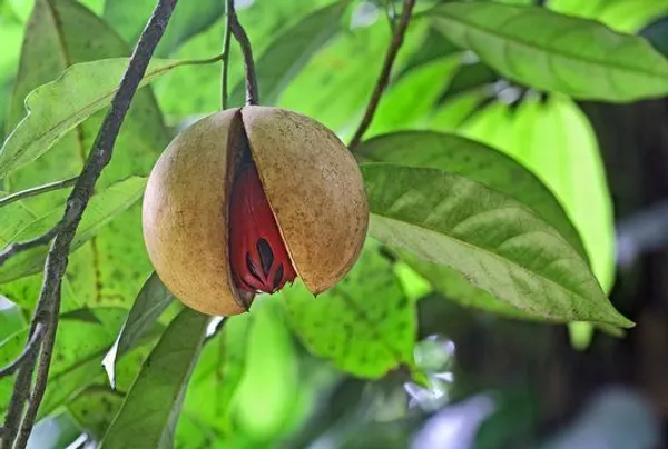 Nutmeg_Plant_(Hybrid,_Pack_of_1)