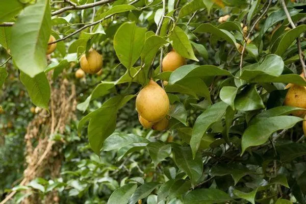 Nutmeg_Plant_(Hybrid,_Pack_of_1)