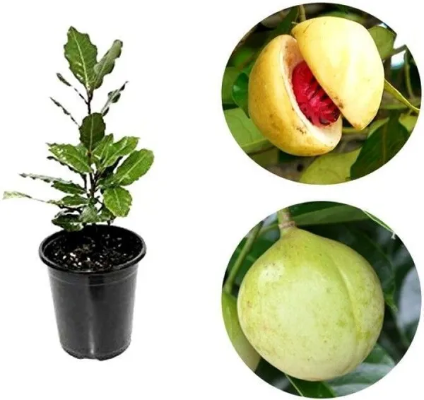Nutmeg_Plant_(Hybrid,_Pack_of_1)