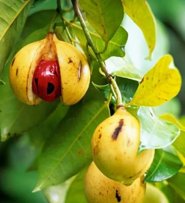 Nutmeg_Plant_(Hybrid,_Pack_of_1)