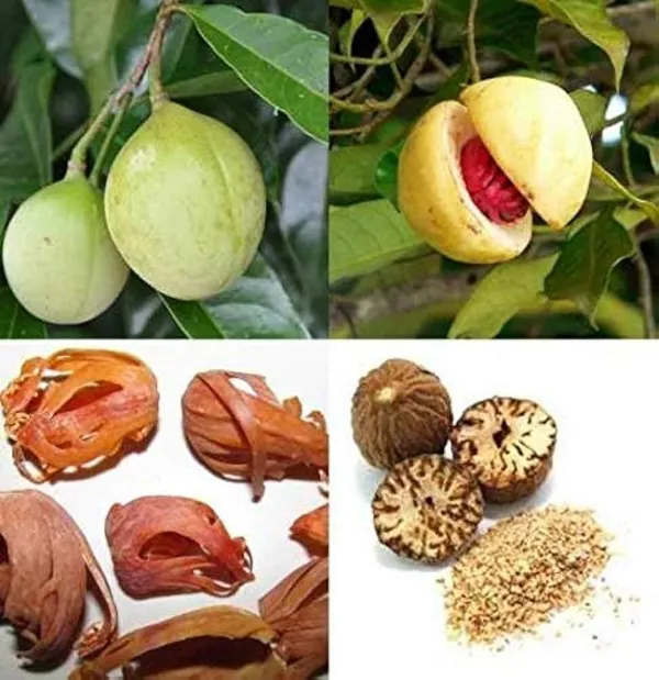 Nutmeg_Plant_(Hybrid,_Pack_of_1)