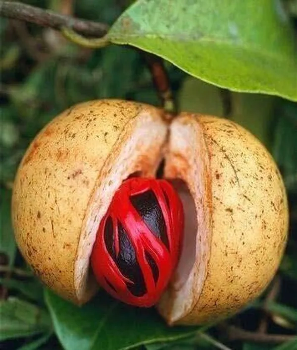 Nutmeg_Plant_(Hybrid,_Pack_of_1)