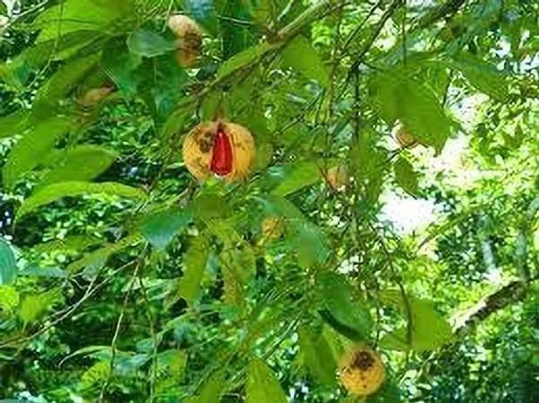 Nutmeg_Plant_(Hybrid,_Pack_of_1)