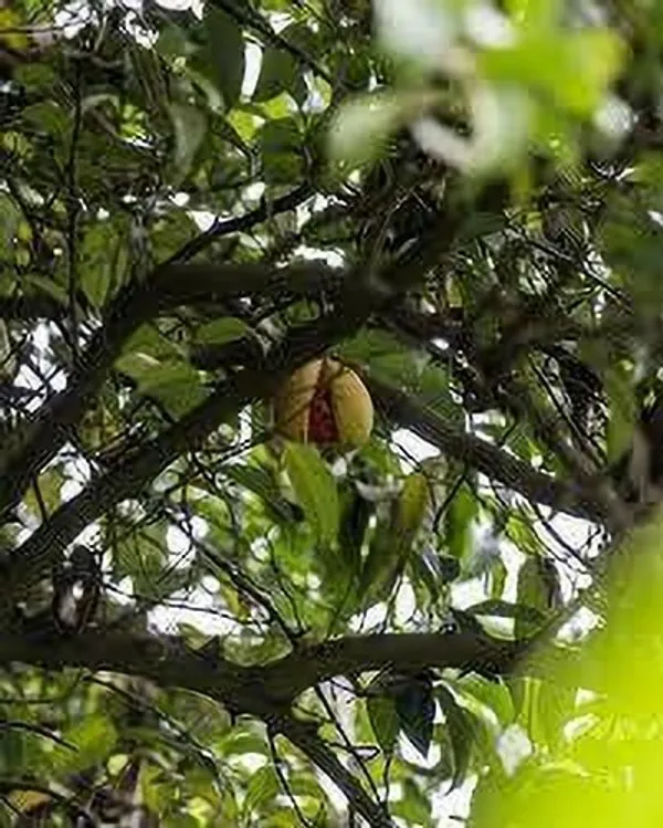 Nutmeg_Plant_(Hybrid,_Pack_of_1)
