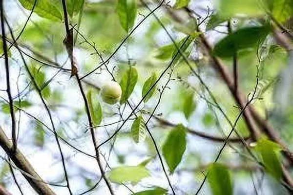 Nutmeg_Plant_(Hybrid,_Pack_of_1)