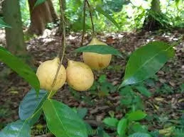 Nutmeg_Plant_(Hybrid,_Pack_of_1)