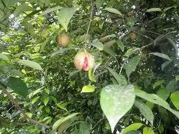 Nutmeg_Plant_(Hybrid,_Pack_of_1)