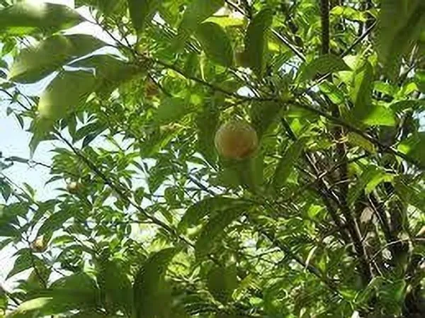 Nutmeg_Plant_(Hybrid,_Pack_of_1)