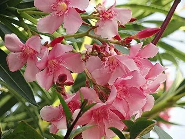 Kaner_Plant_(Hybrid,_Pack_of_1)