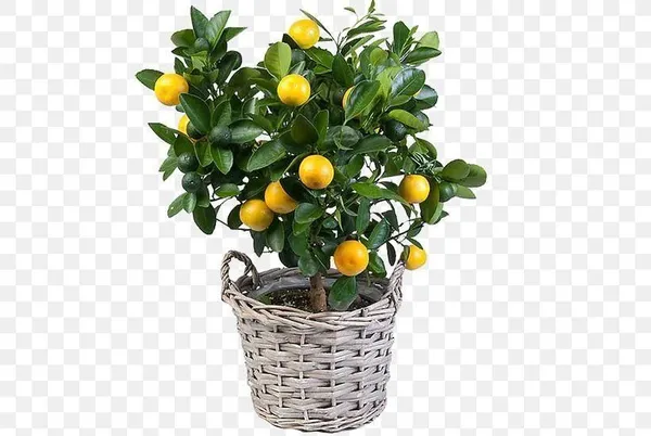 Orange_Plant_(Hybrid,_Pack_of_1)