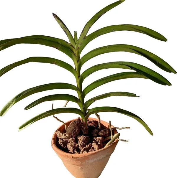 Orchid_Plant_(Hybrid,_Pack_of_1)