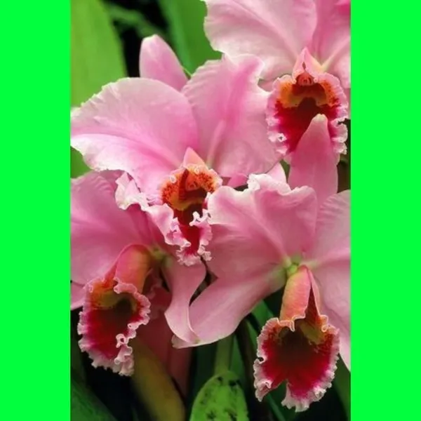 Orchid_Plant_(Hybrid,_Pack_of_1)