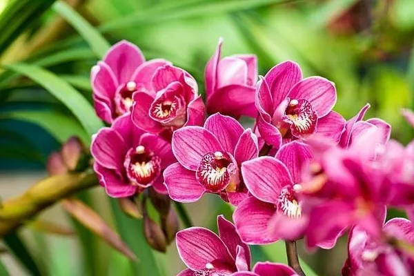 Orchid_Plant_(Hybrid,_Pack_of_1)