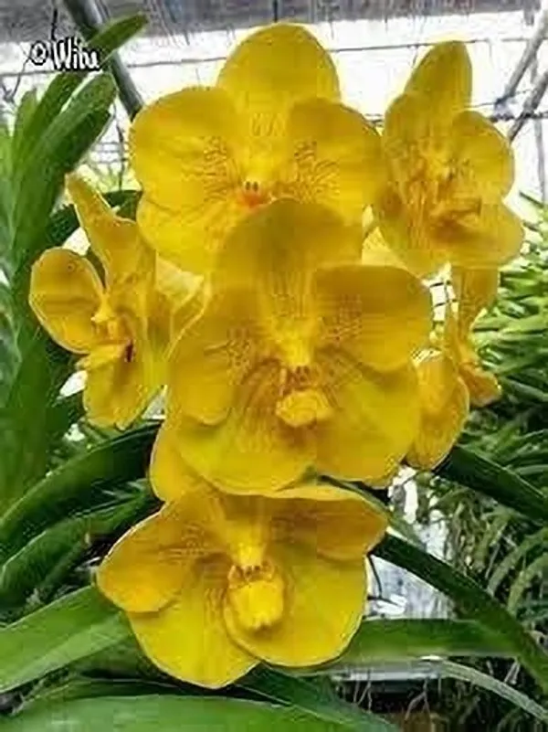 Orchid_Plant_(Hybrid,_Pack_of_1)