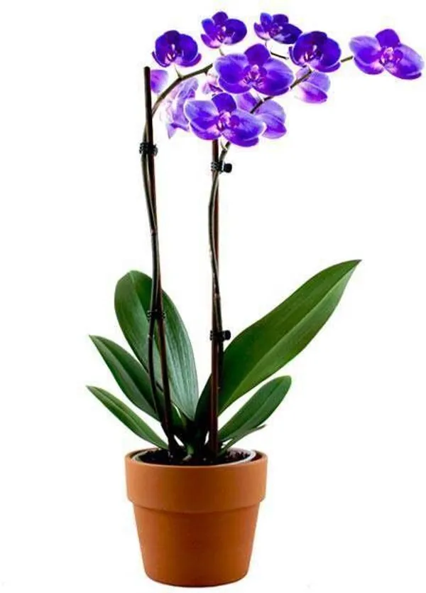 Lily_Plant_(Hybrid,_Pack_of_1)