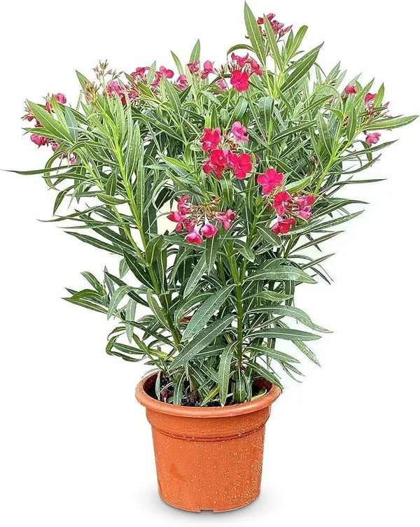 Oleander_Plant_(Hybrid,_Pack_of_1)