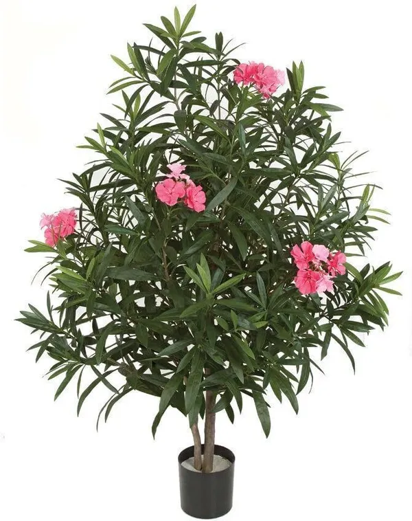 Oleander_Plant_(Hybrid,_Pack_of_1)