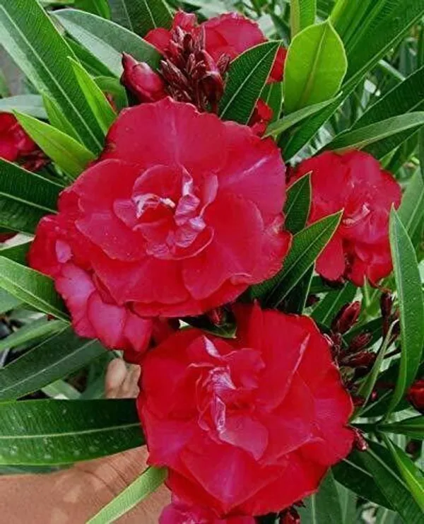 Kaner_Plant_(Hybrid,_Pack_of_1)