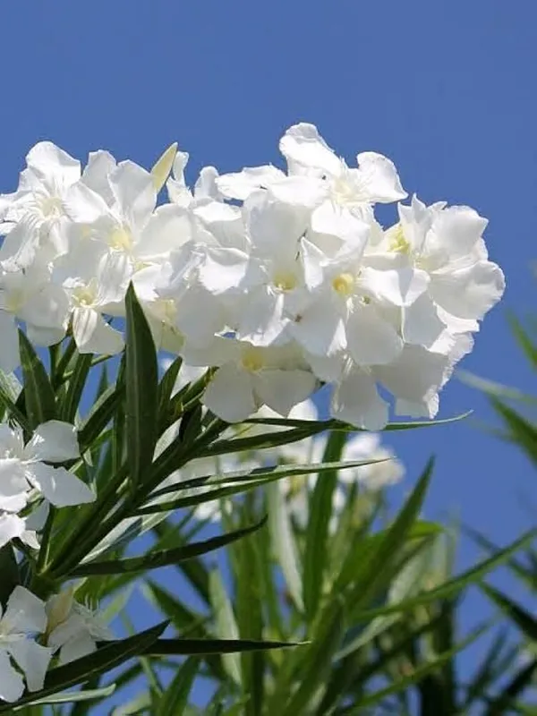 Plumeria_Plant_(Hybrid,_Pack_of_1)