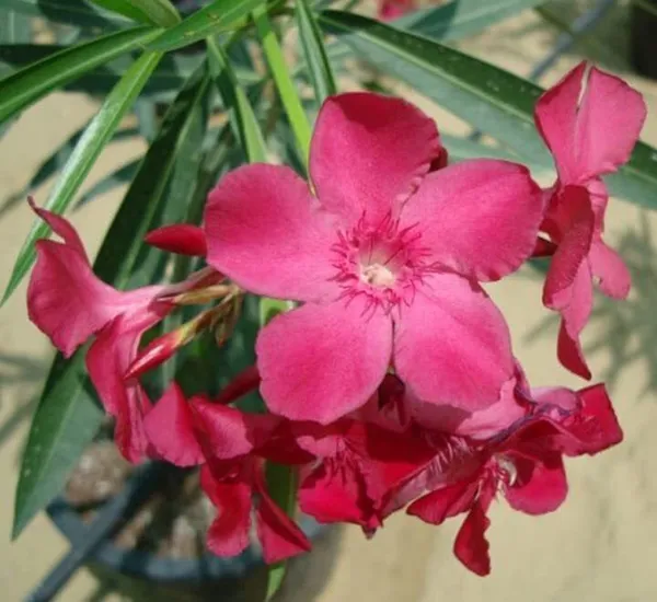 Oleander_Plant_(Hybrid,_Pack_of_1)