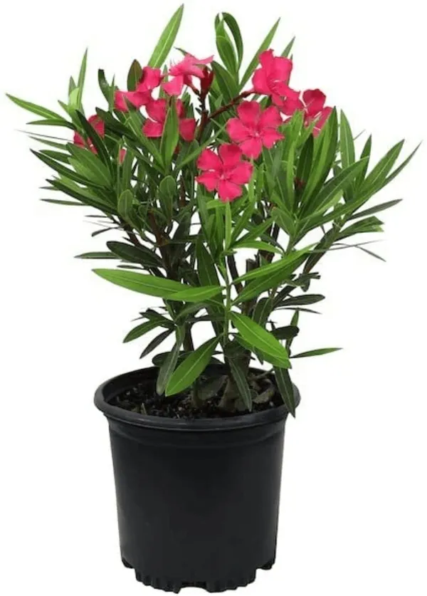 Oleander_Plant_(Hybrid,_Pack_of_1)