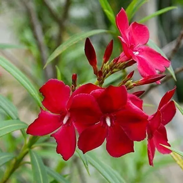 Kaner_Plant_(Hybrid,_Pack_of_1)