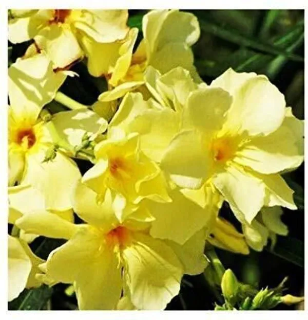 Oleander_Plant_(Hybrid,_Pack_of_1)