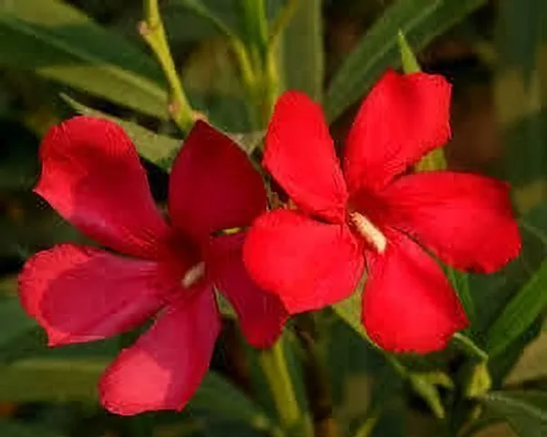 Oleander_Plant_(Hybrid,_Pack_of_1)