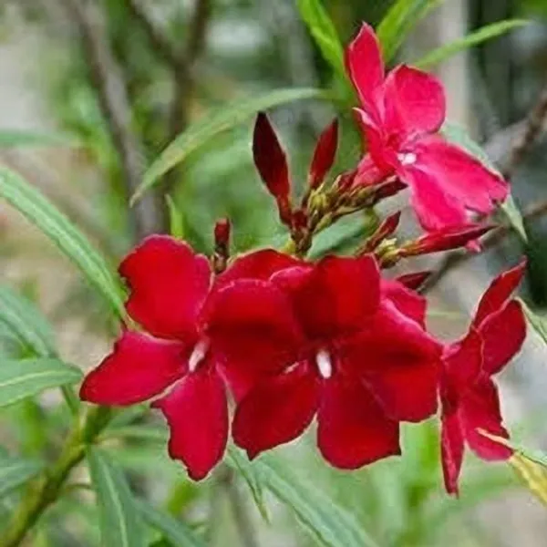 Oleander_Plant_(Hybrid,_Pack_of_1)