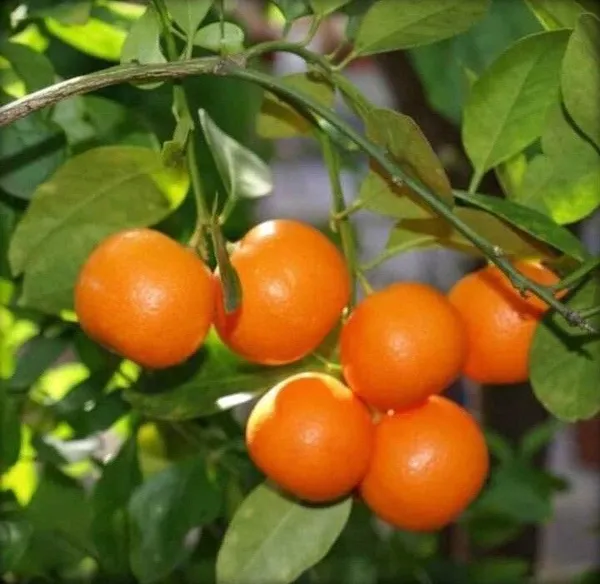 Lemon_Plant_(Hybrid,_Pack_of_1)