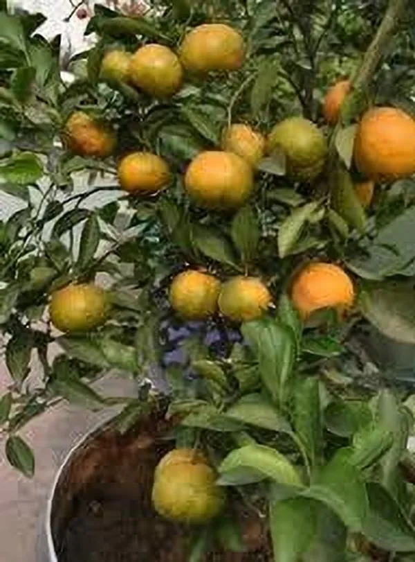 Orange_Plant_(Hybrid,_Pack_of_1)
