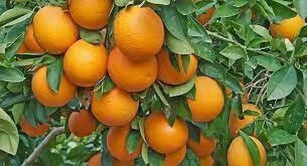 Orange_Plant_(Hybrid,_Pack_of_1)