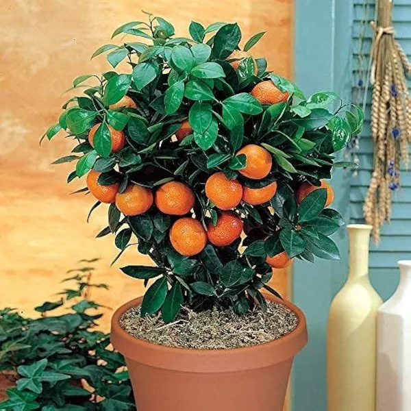 Orange_Plant_(Hybrid,_Pack_of_1)