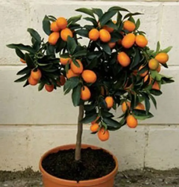 Orange_Plant_(Hybrid,_Pack_of_1)