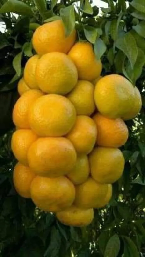 Orange_Plant_(Hybrid,_Pack_of_1)