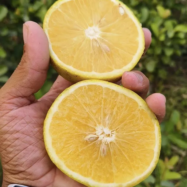 Orange_Plant_(Hybrid,_Pack_of_1)
