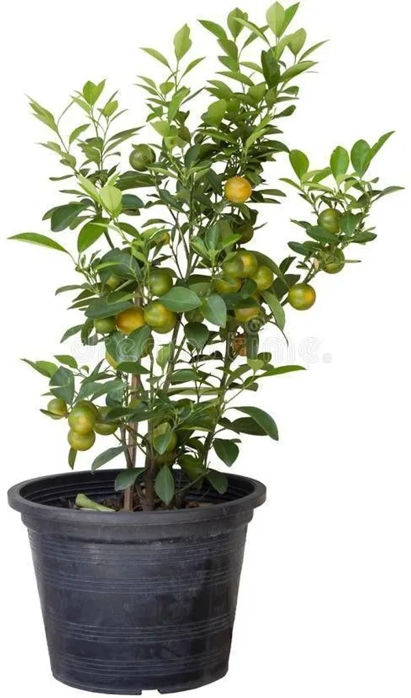 Orange_Plant_(Hybrid,_Pack_of_1)