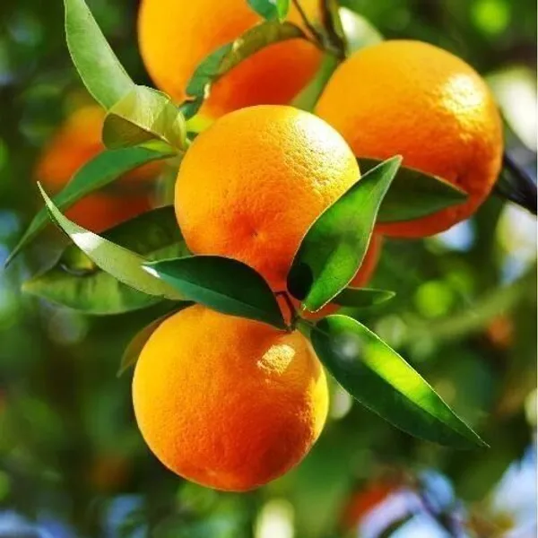 Orange_Plant_(Hybrid,_Pack_of_1)