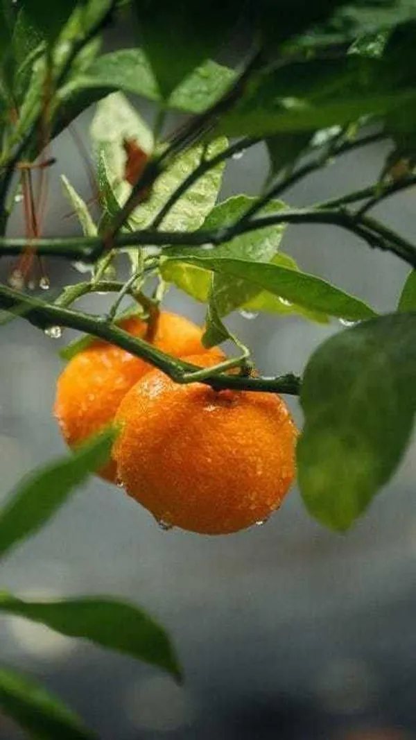 Orange_Plant_(Hybrid,_Pack_of_1)