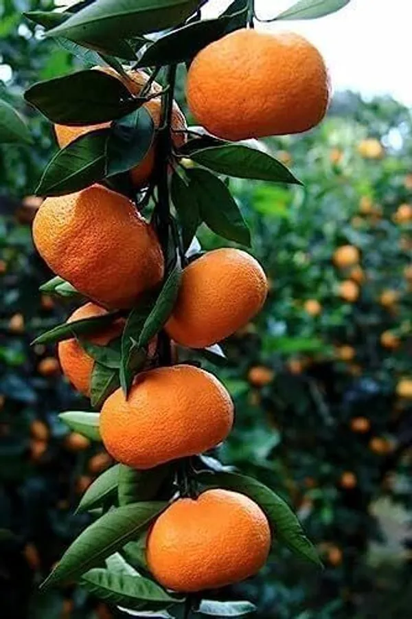 Orange_Plant_(Hybrid,_Pack_of_1)